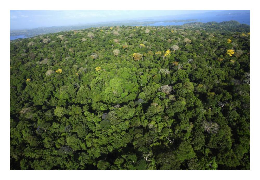 Aerial view of the Canal Zone, Barro Colorado Island, Panama-Paper Art-26"x18"