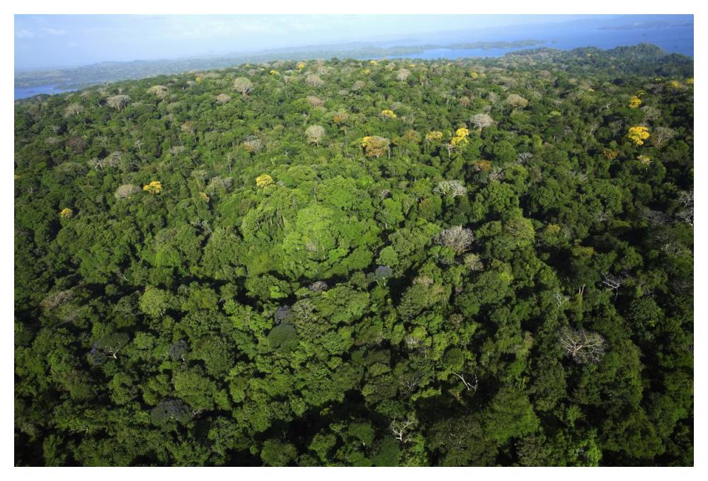 Aerial view of the Canal Zone, Barro Colorado Island, Panama-Paper Art-50"x34"