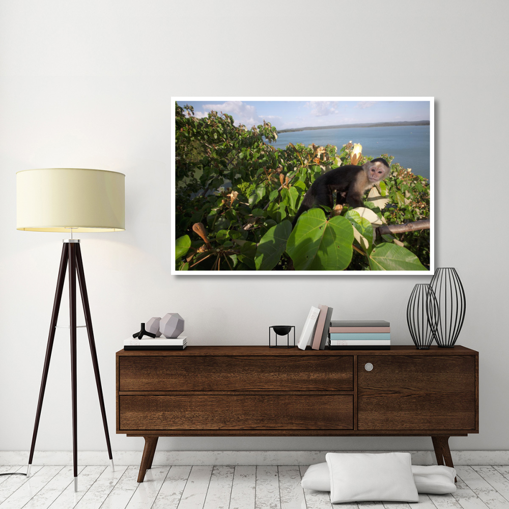 White-faced Capuchin in canopy, Barro Colorado Island, Panama-Paper Art-62&quotx42"