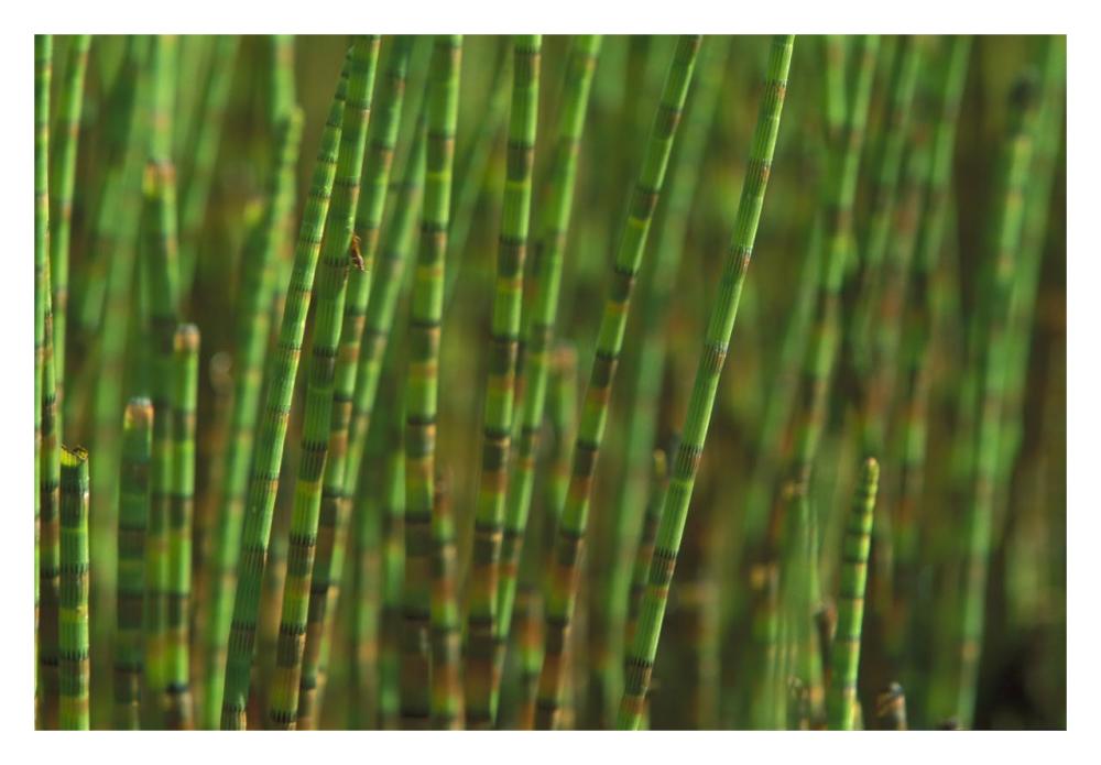 Horsetail stand in a swamp, Jasmund National Park, Ruegen, Germany-Paper Art-32"x22"