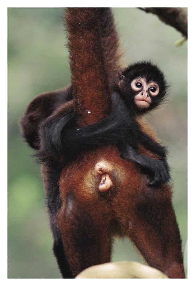 Black-handed Spider Monkey mother and young, Barro Colorado Island, Panama-Paper Art-14"x20"