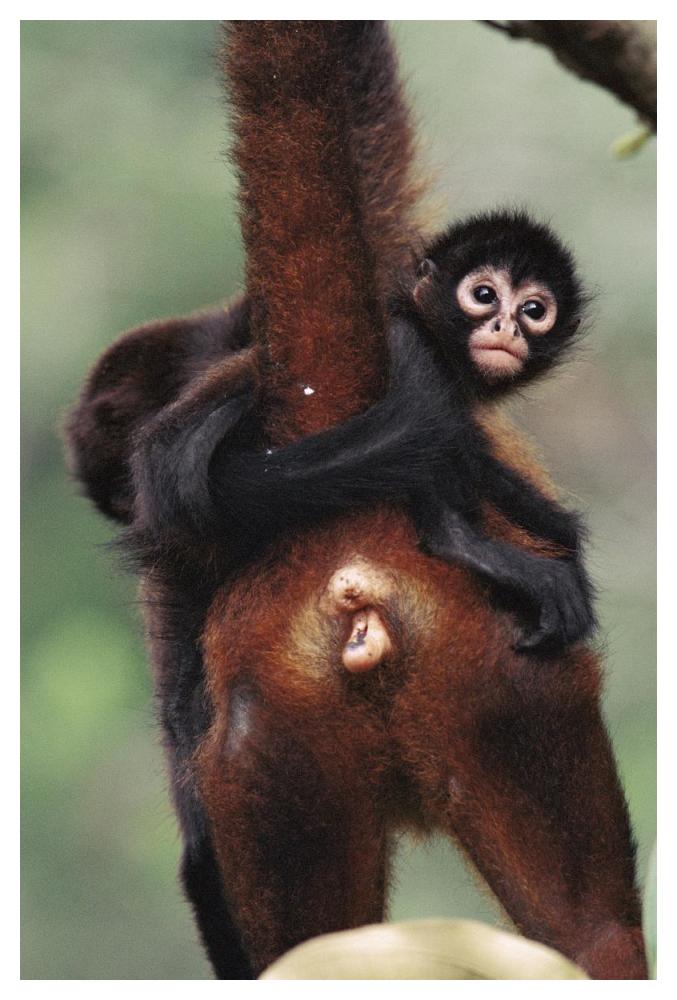 Black-handed Spider Monkey mother and young, Barro Colorado Island, Panama-Paper Art-34"x50"