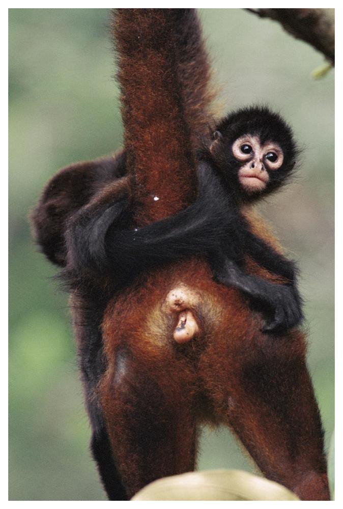 Black-handed Spider Monkey mother and young, Barro Colorado Island, Panama-Paper Art-42"x62"
