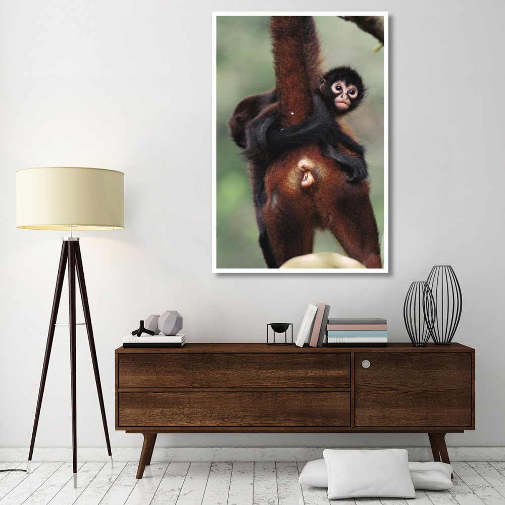 Black-handed Spider Monkey mother and young, Barro Colorado Island, Panama-Paper Art-42&quotx62"
