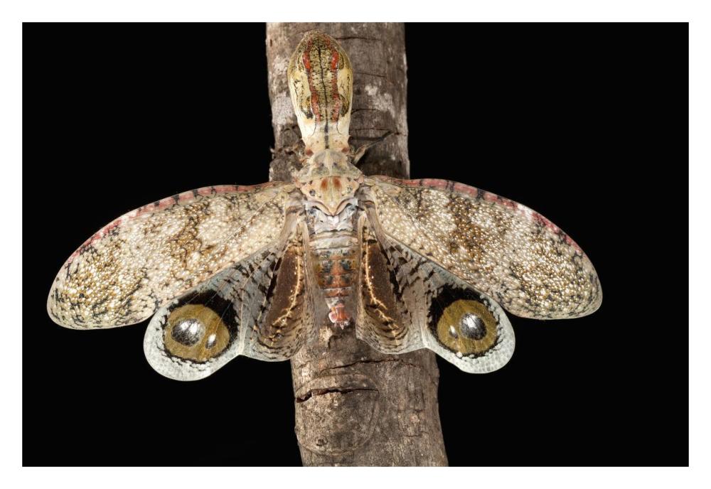 Lantern Bug with false eye spots on its wings, Barro Colorado Island, Panama-Paper Art-32"x22"