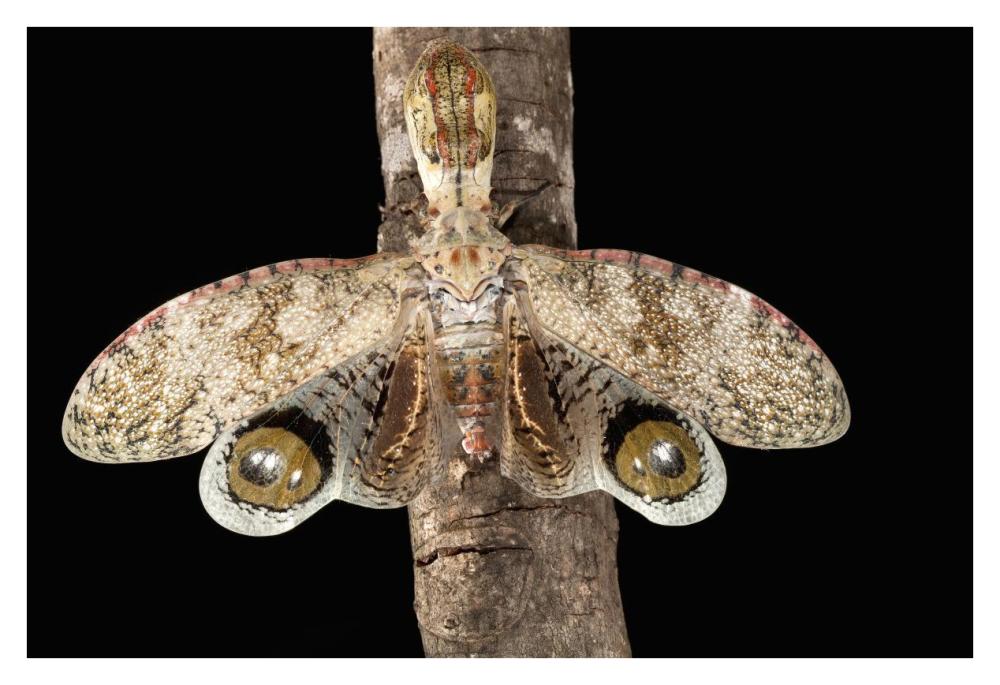 Lantern Bug with false eye spots on its wings, Barro Colorado Island, Panama-Paper Art-38"x26"