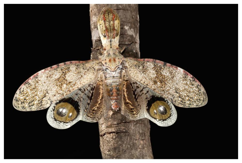 Lantern Bug with false eye spots on its wings, Barro Colorado Island, Panama-Paper Art-62"x42"
