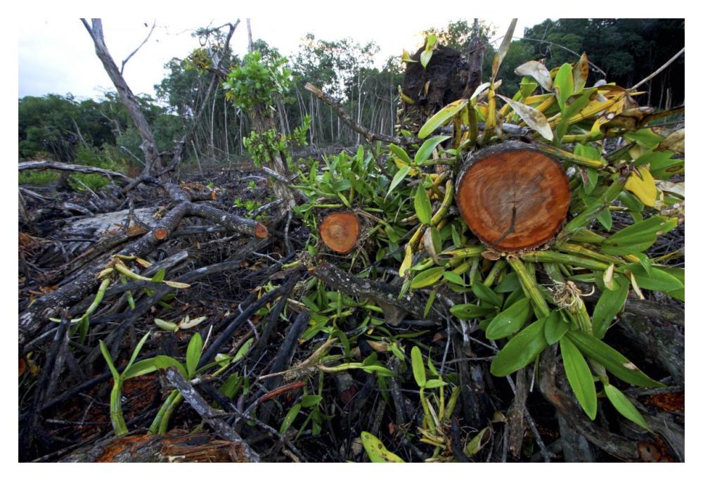 Red Mangrove old growth stands clear cut for tourist housing, Hopkins, Belize-Paper Art-20"x14"