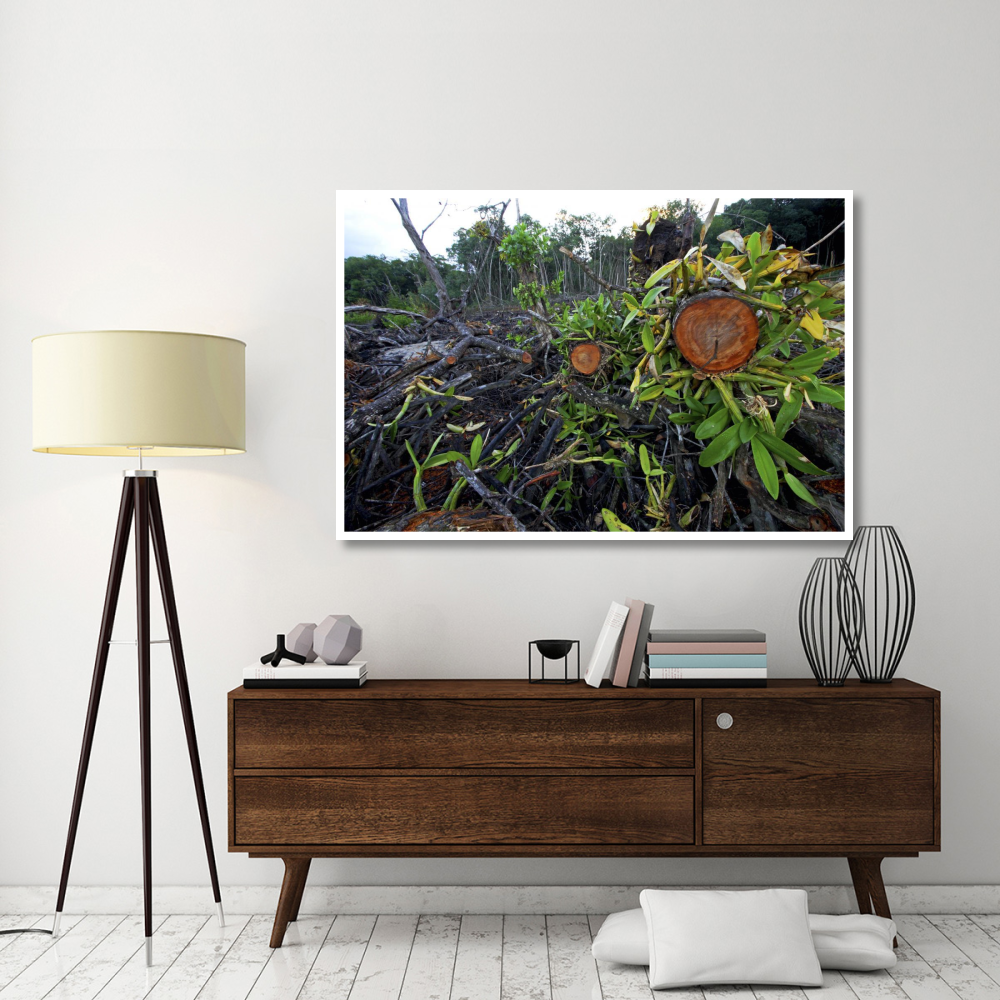 Red Mangrove old growth stands clear cut for tourist housing, Hopkins, Belize-Paper Art-62&quotx42"