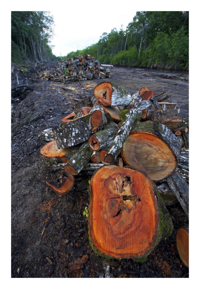Red Mangrove old growth stands clear cut for tourist housing, Hopkins, Belize-Paper Art-18"x26"