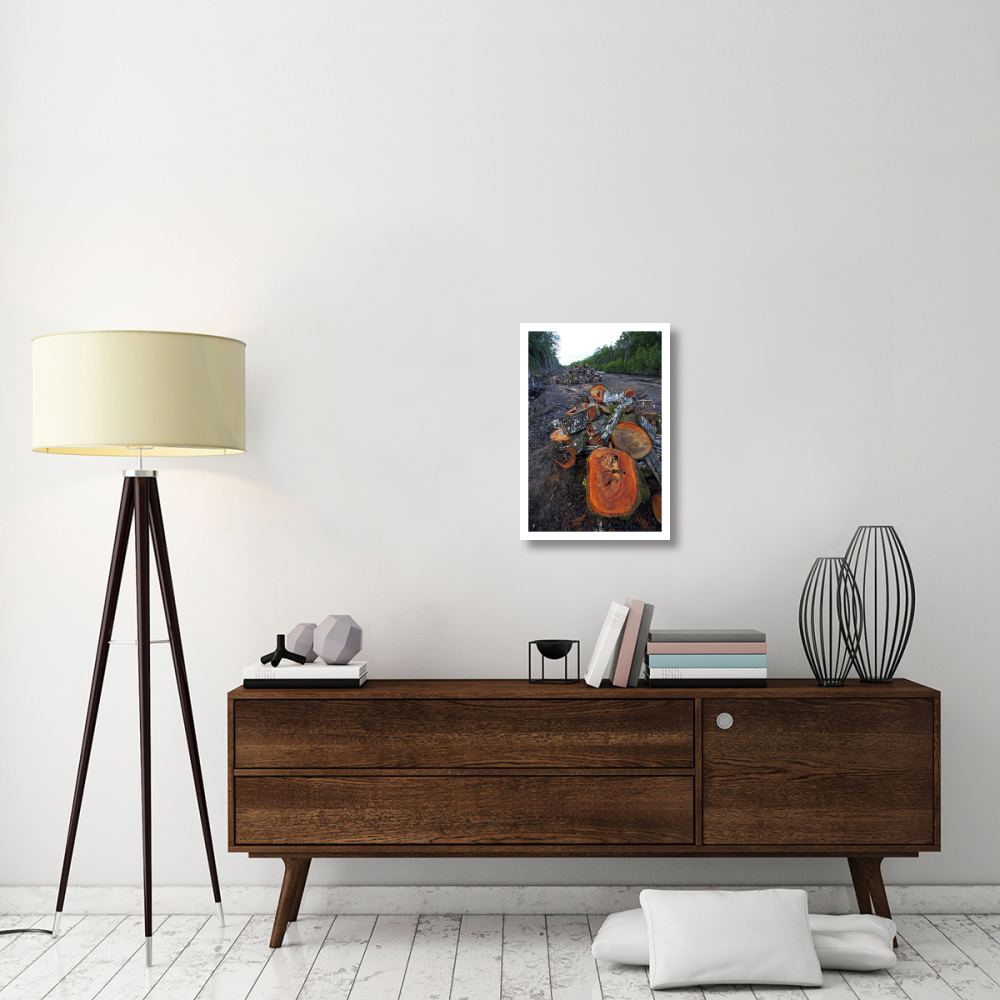 Red Mangrove old growth stands clear cut for tourist housing, Hopkins, Belize-Paper Art-18&quotx26"