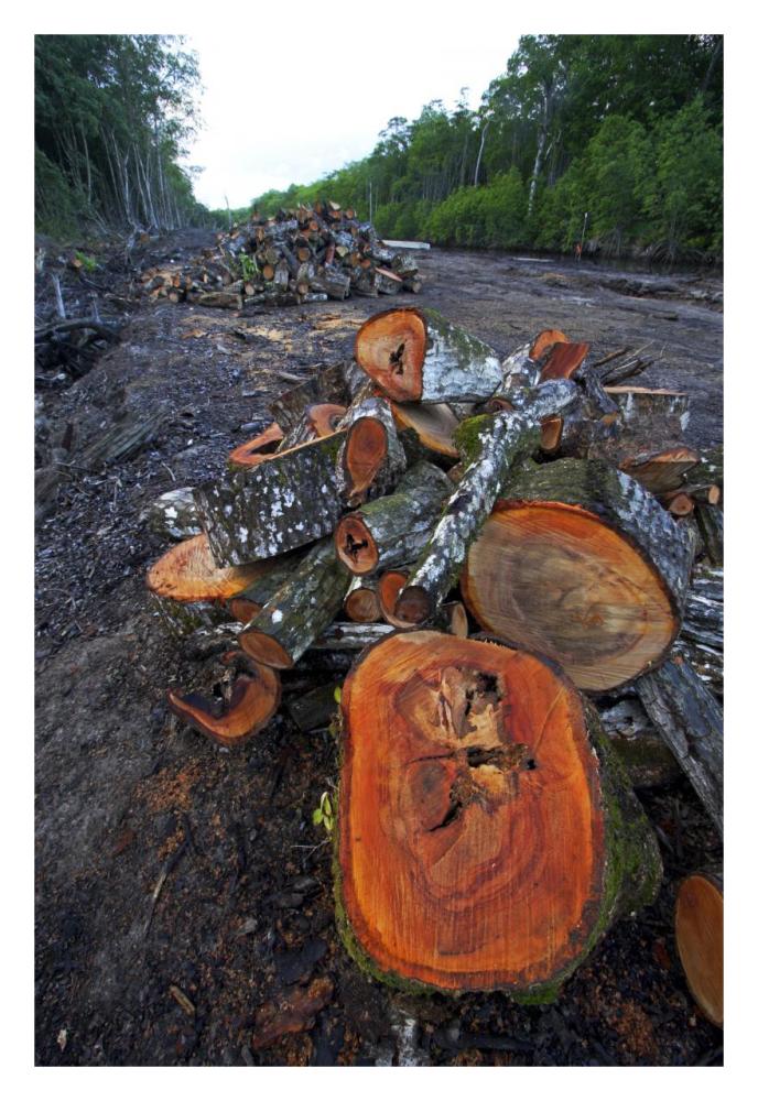 Red Mangrove old growth stands clear cut for tourist housing, Hopkins, Belize-Paper Art-22"x32"