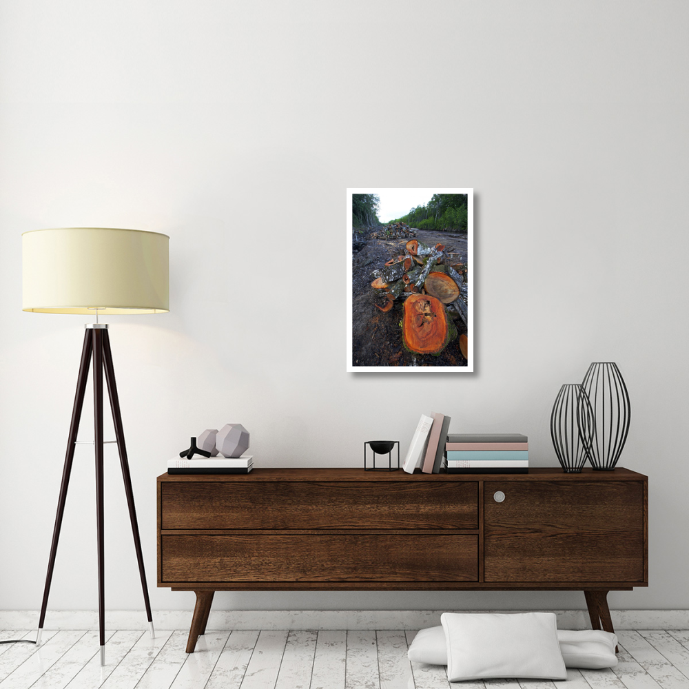 Red Mangrove old growth stands clear cut for tourist housing, Hopkins, Belize-Paper Art-22&quotx32"