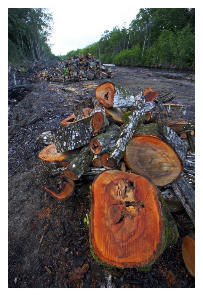 Red Mangrove old growth stands clear cut for tourist housing, Hopkins, Belize-Paper Art-26"x38"