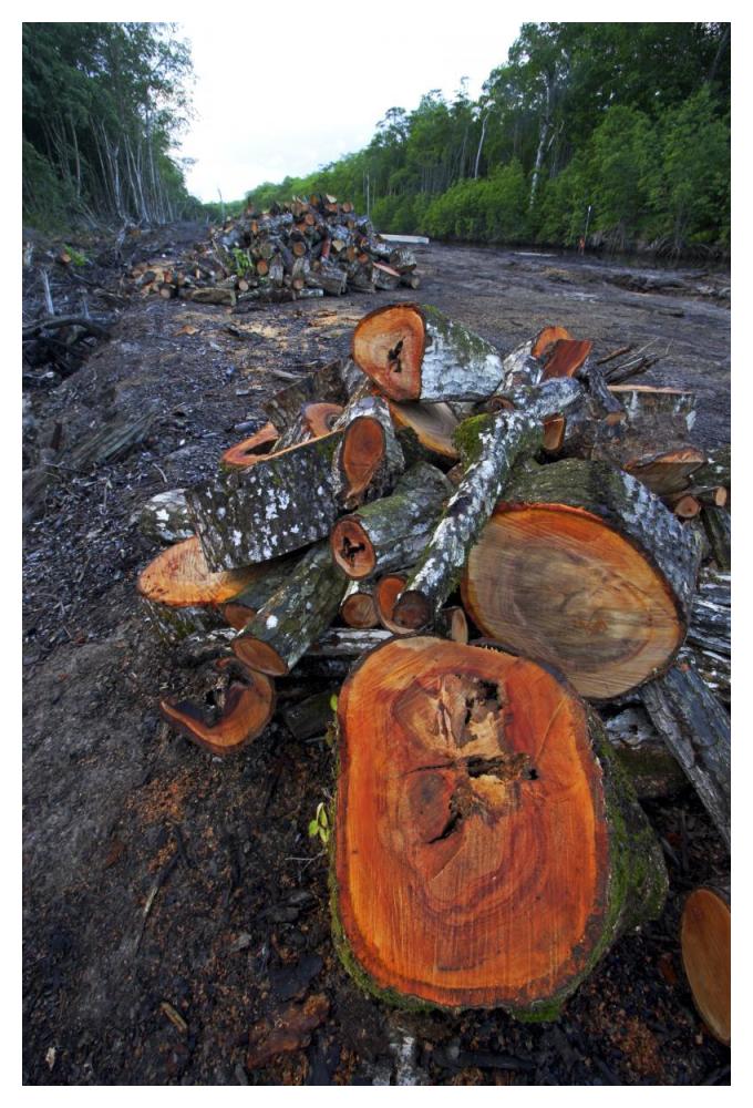 Red Mangrove old growth stands clear cut for tourist housing, Hopkins, Belize-Paper Art-34"x50"