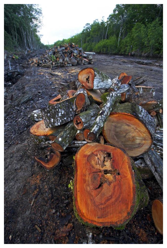 Red Mangrove old growth stands clear cut for tourist housing, Hopkins, Belize-Paper Art-42"x62"