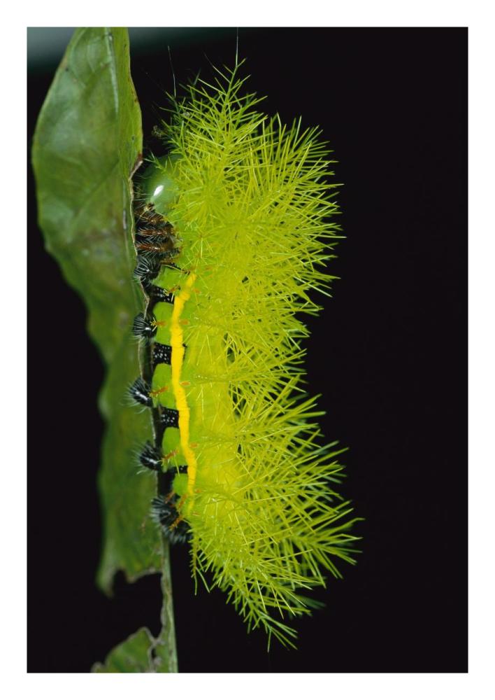 Cup Moth caterpillar has poisonous spines for protection, Barro Colorado Island, Panama-Paper Art-18"x26"