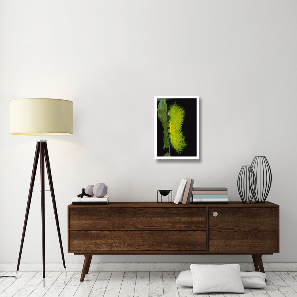 Cup Moth caterpillar has poisonous spines for protection, Barro Colorado Island, Panama-Paper Art-18&quotx26"