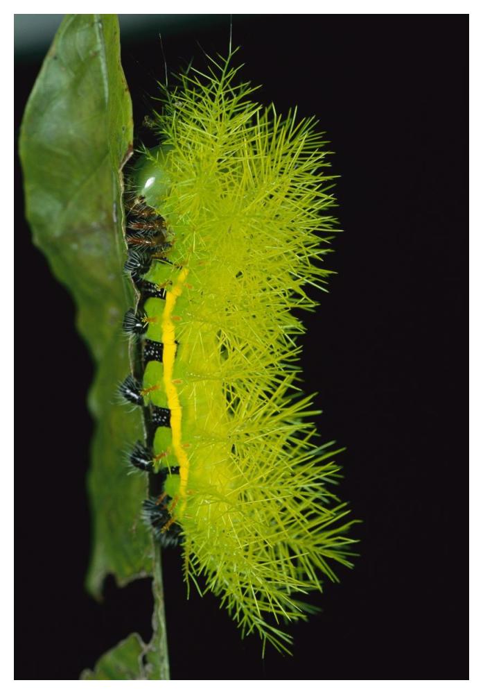 Cup Moth caterpillar has poisonous spines for protection, Barro Colorado Island, Panama-Paper Art-34"x50"