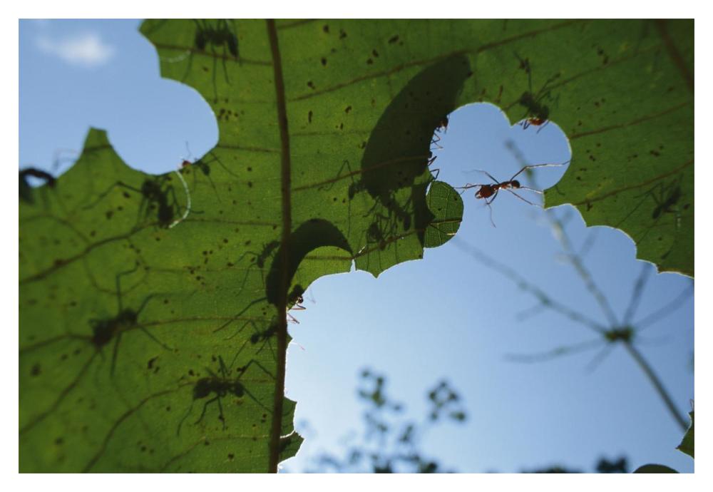 Leafcutter Ant workers cutting little pieces out of leaves, Barro Colorado Island, Panama-Paper Art-20"x14"