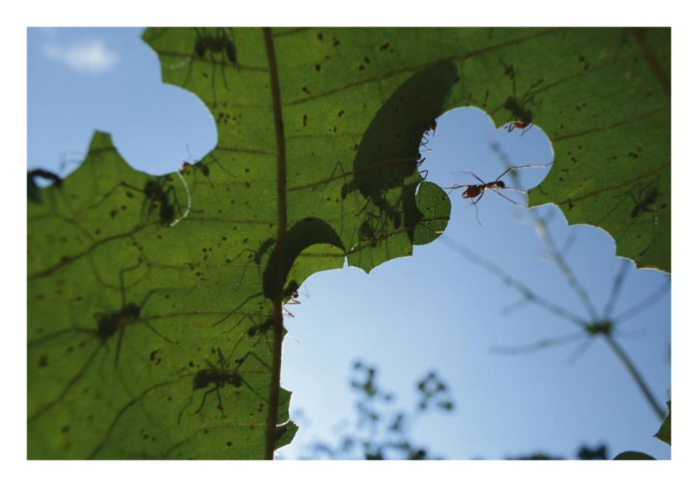 Leafcutter Ant workers cutting little pieces out of leaves, Barro Colorado Island, Panama-Paper Art-26"x18"