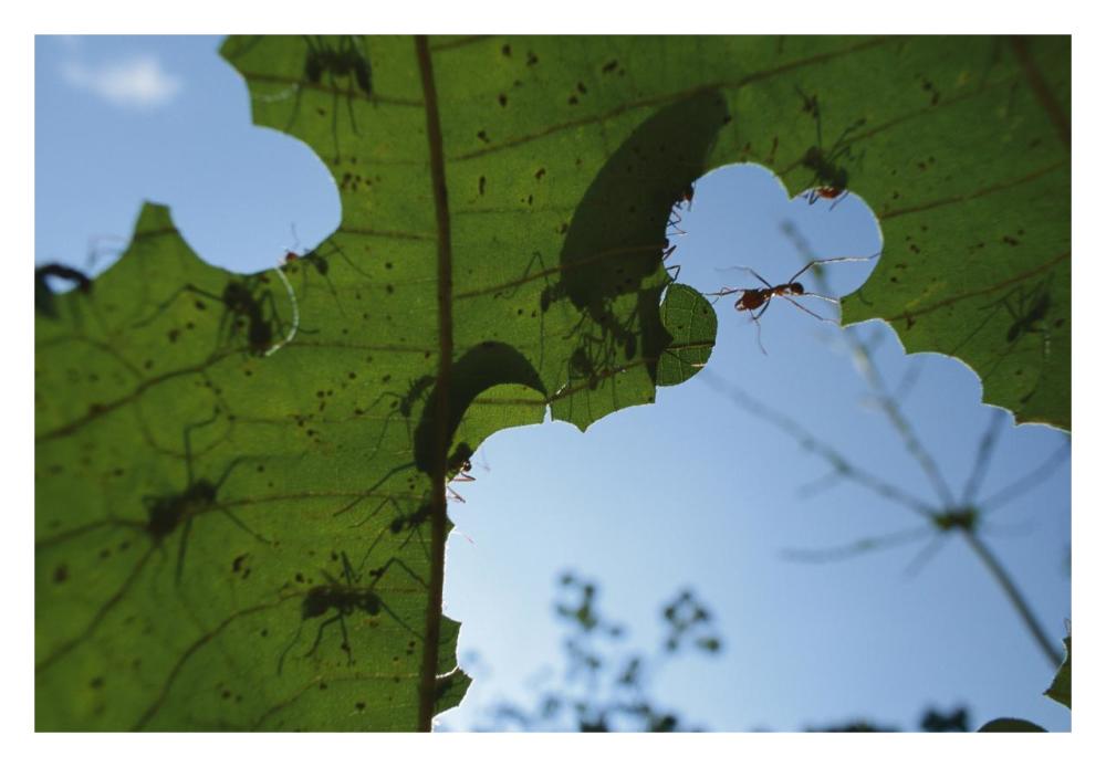Leafcutter Ant workers cutting little pieces out of leaves, Barro Colorado Island, Panama-Paper Art-32"x22"