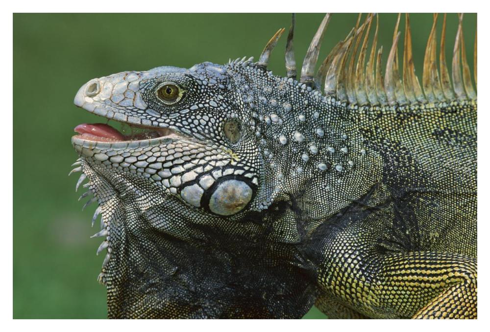 Green Iguana male displaying by extending dewlap and calling, Barro Colorado Island, Panama-Paper Art-20"x14"
