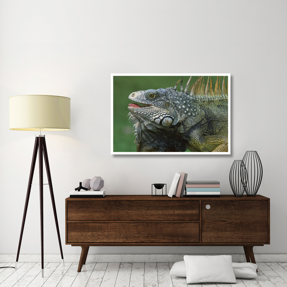 Green Iguana male displaying by extending dewlap and calling, Barro Colorado Island, Panama-Paper Art-50&quotx34"