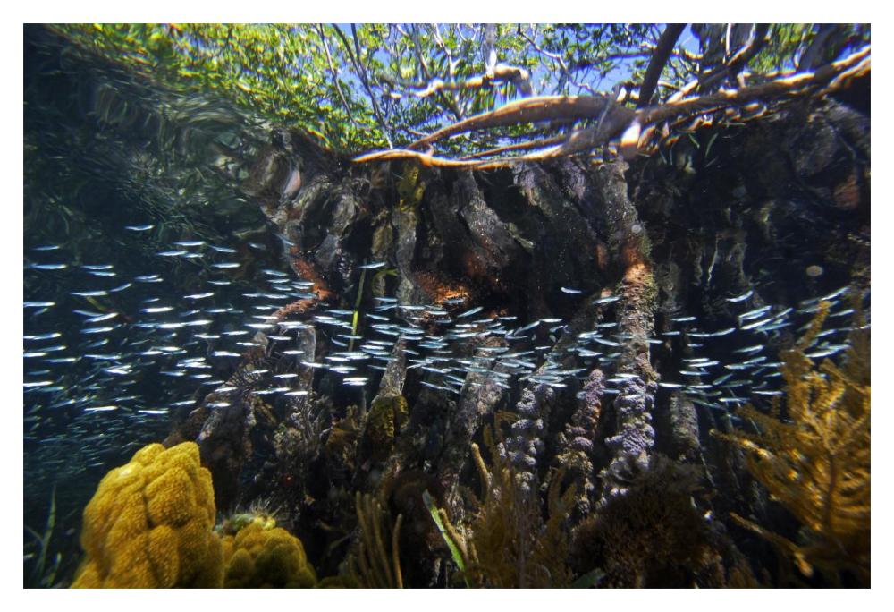 Red Mangrove aerial roots providing shelter for school of small fish, Carrie Bow Cay, Belize-Paper Art-20"x14"