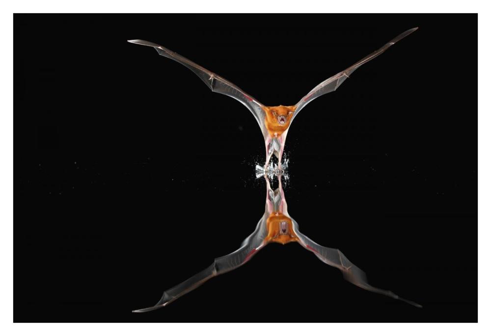 Greater Bulldog Bat fishing, Smithsonian Tropical Research Station, Barro Colorado Island, Panama-Paper Art-38"x26"