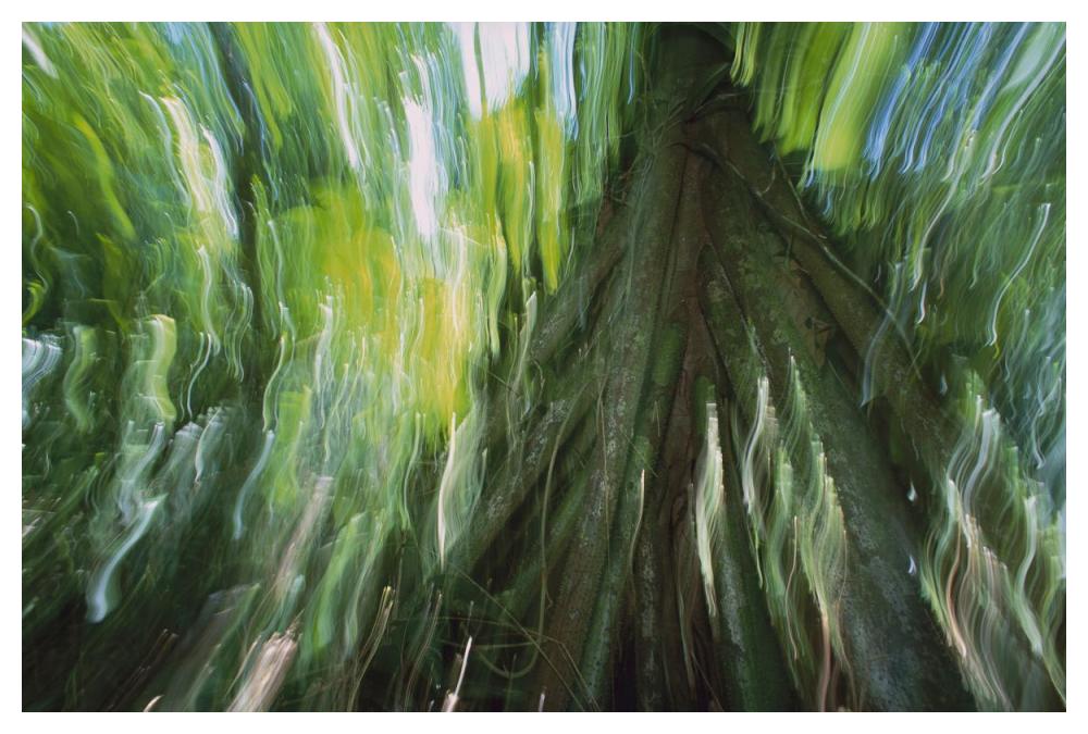 Walking Palm showing stilt roots, with abstract rainforest patterns, Barro Colorado Island, Panama-Paper Art-50"x34"