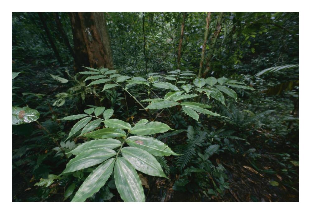 Dichorisandra arranges all leaves in one plane to avoid self shading, Barro Colorado Island, Panama-Paper Art-26"x18"