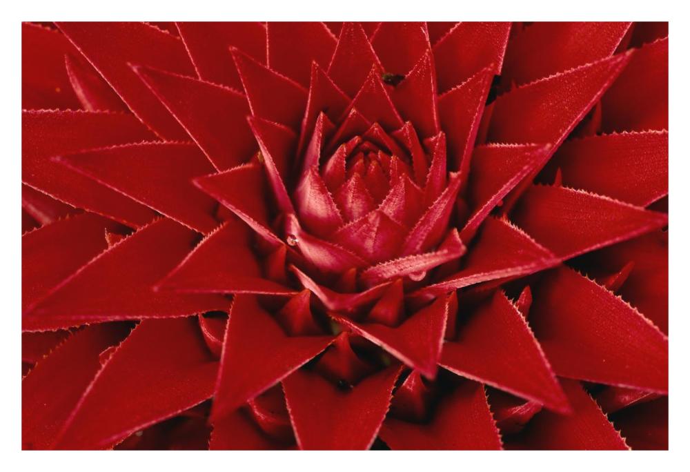 Pingwing Bromeliad enormous flower belonging to the pineapple family, Barro Colorado Island, Panama-Paper Art-32"x22"