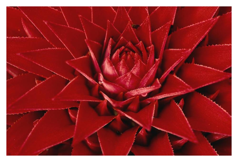 Pingwing Bromeliad enormous flower belonging to the pineapple family, Barro Colorado Island, Panama-Paper Art-38"x26"