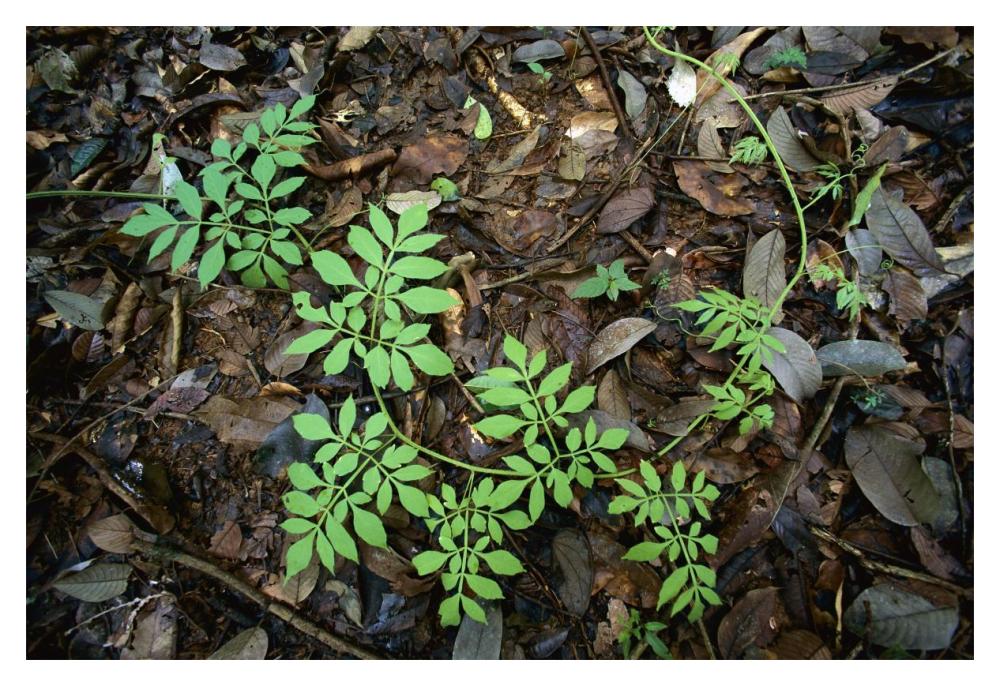 Serjania runner puts out compound leaves alternately to avoid overlap, Barro Colorado Island, Panama-Paper Art-20"x14"