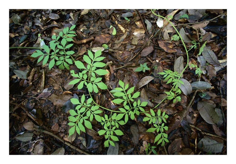 Serjania runner puts out compound leaves alternately to avoid overlap, Barro Colorado Island, Panama-Paper Art-26"x18"