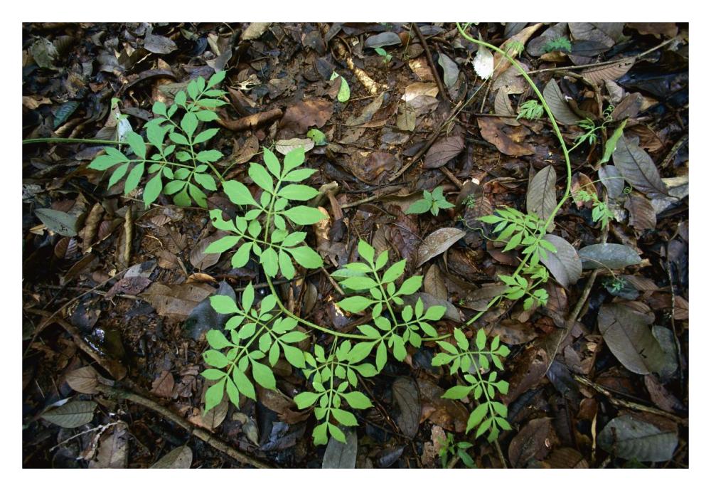 Serjania runner puts out compound leaves alternately to avoid overlap, Barro Colorado Island, Panama-Paper Art-32"x22"