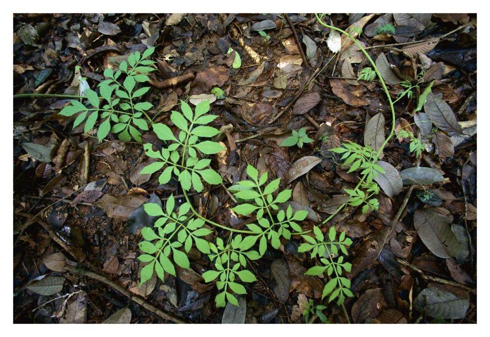 Serjania runner puts out compound leaves alternately to avoid overlap, Barro Colorado Island, Panama-Paper Art-38"x26"