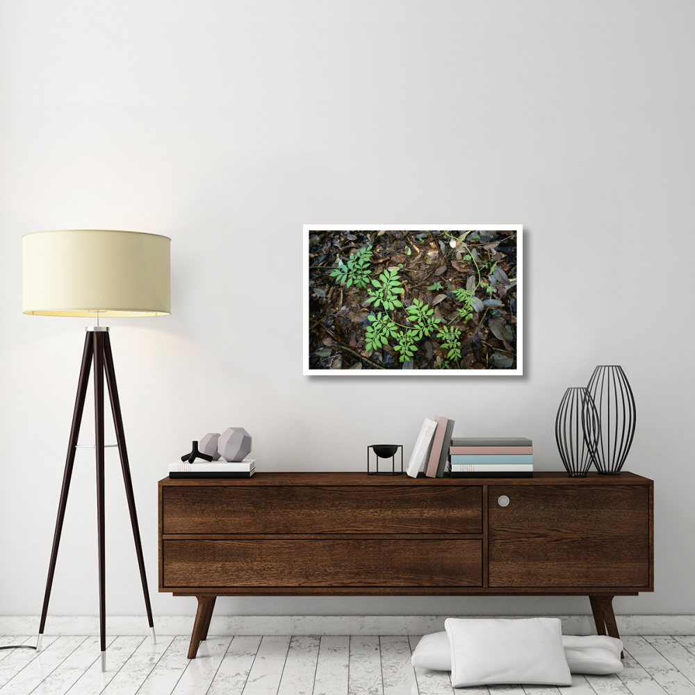 Serjania runner puts out compound leaves alternately to avoid overlap, Barro Colorado Island, Panama-Paper Art-38&quotx26"