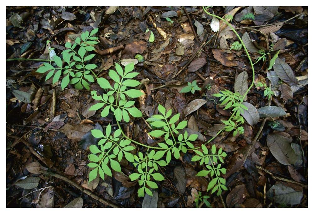 Serjania runner puts out compound leaves alternately to avoid overlap, Barro Colorado Island, Panama-Paper Art-50"x34"