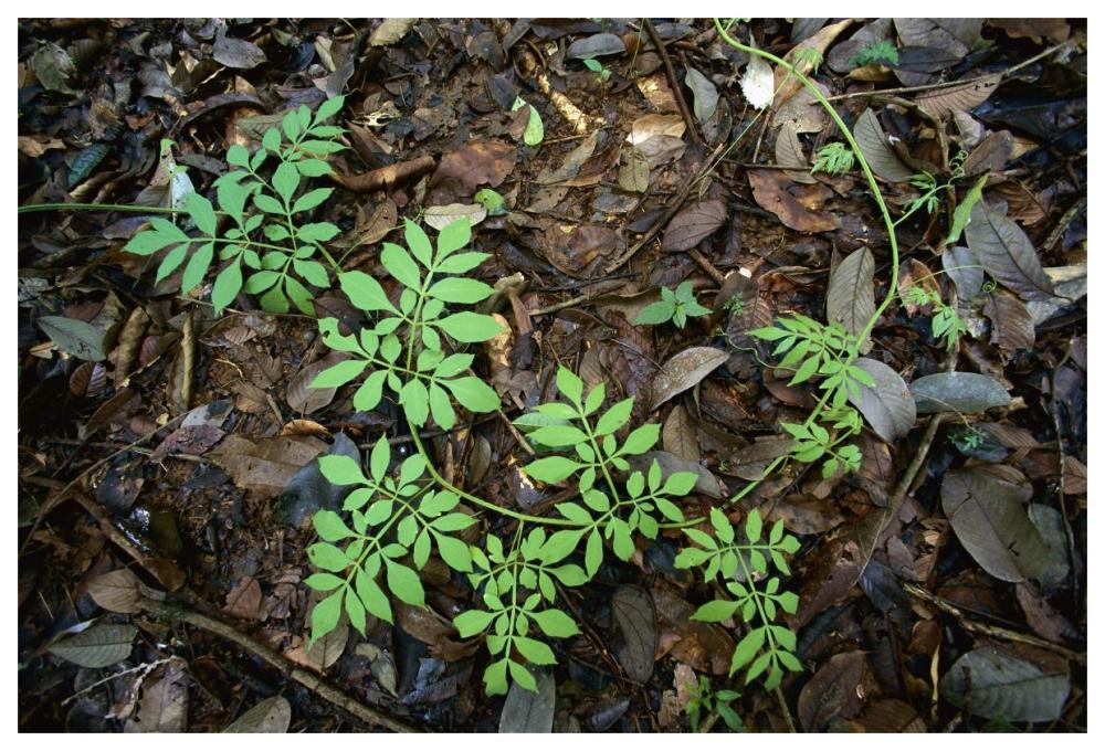 Serjania runner puts out compound leaves alternately to avoid overlap, Barro Colorado Island, Panama-Paper Art-62"x42"