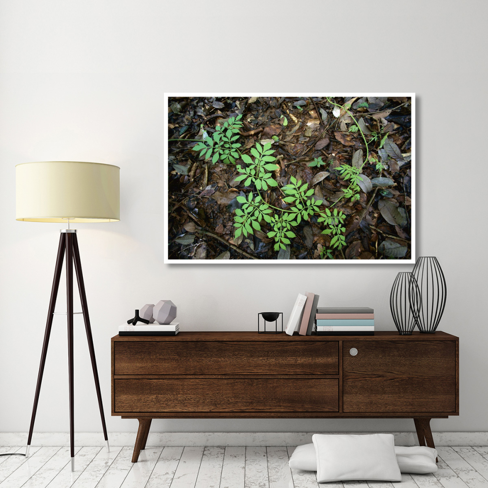Serjania runner puts out compound leaves alternately to avoid overlap, Barro Colorado Island, Panama-Paper Art-62&quotx42"