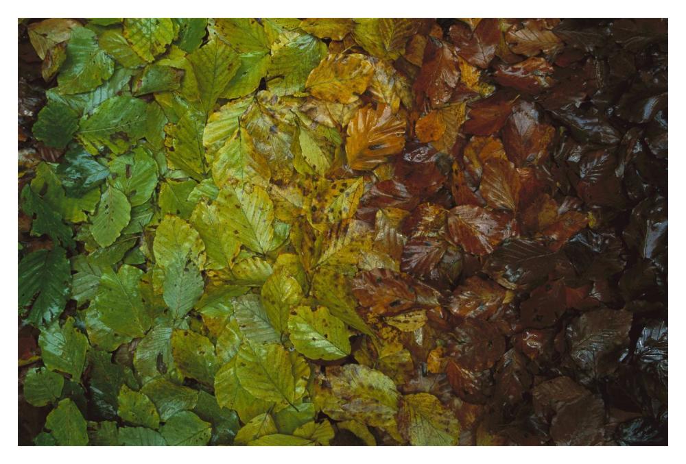 European Beech leaves showing gradual change of colors in fall, Jasmund National Park, Ruegen, Germany-Paper Art-20"x14"