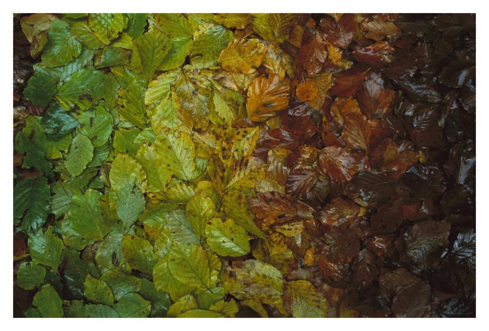 European Beech leaves showing gradual change of colors in fall, Jasmund National Park, Ruegen, Germany-Paper Art-38"x26"