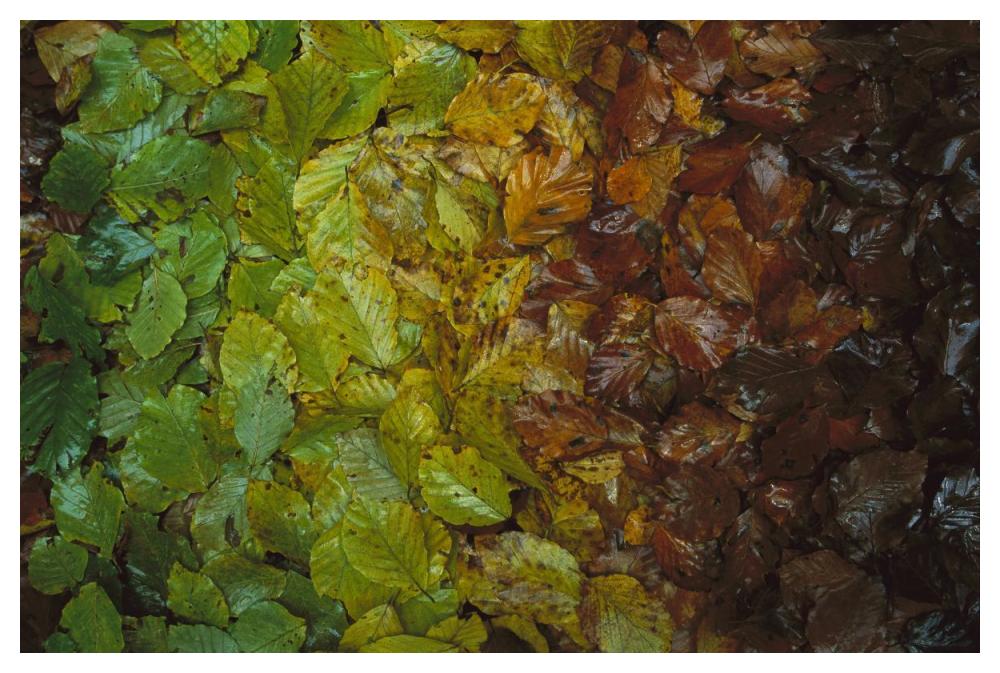 European Beech leaves showing gradual change of colors in fall, Jasmund National Park, Ruegen, Germany-Paper Art-50"x34"