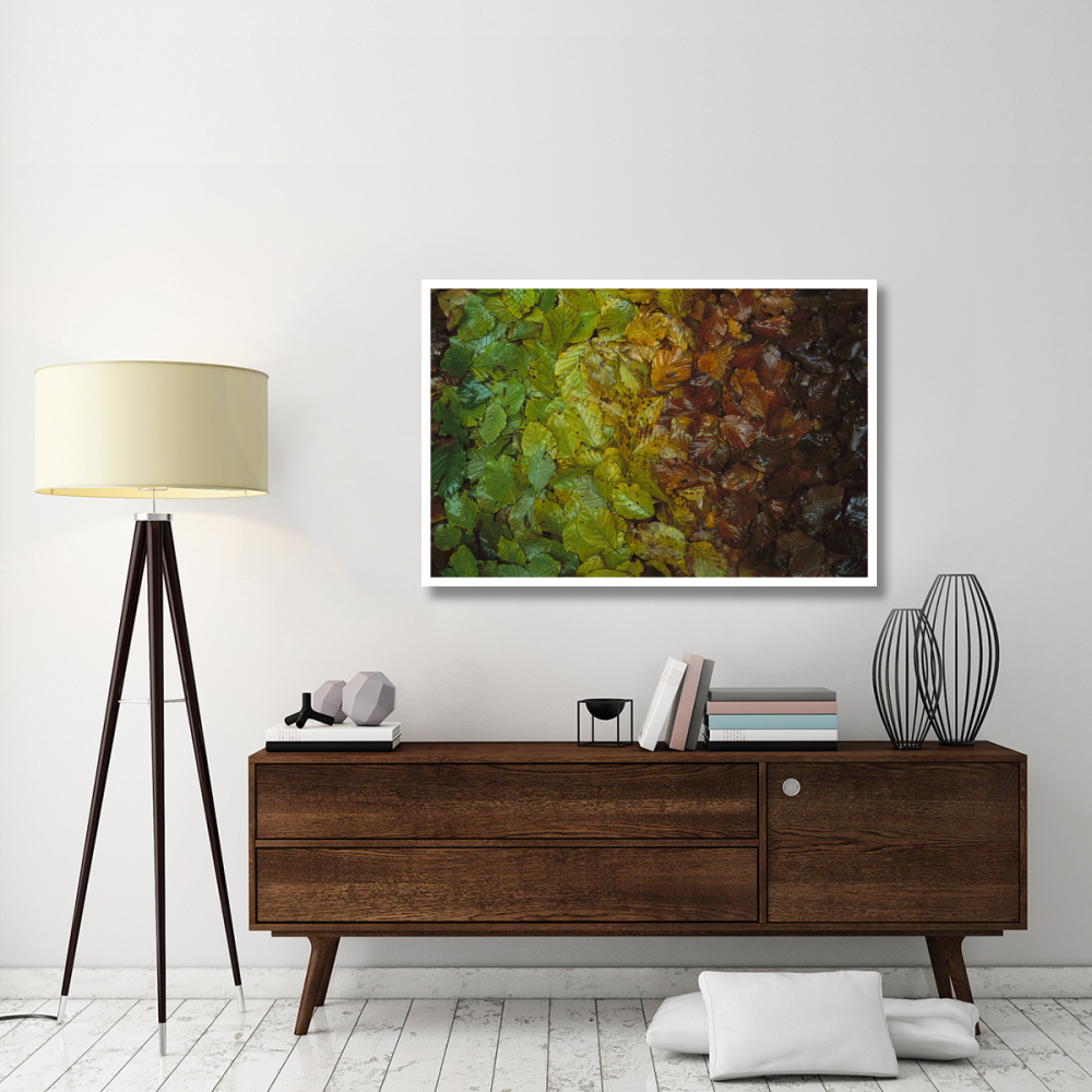 European Beech leaves showing gradual change of colors in fall, Jasmund National Park, Ruegen, Germany-Paper Art-50&quotx34"