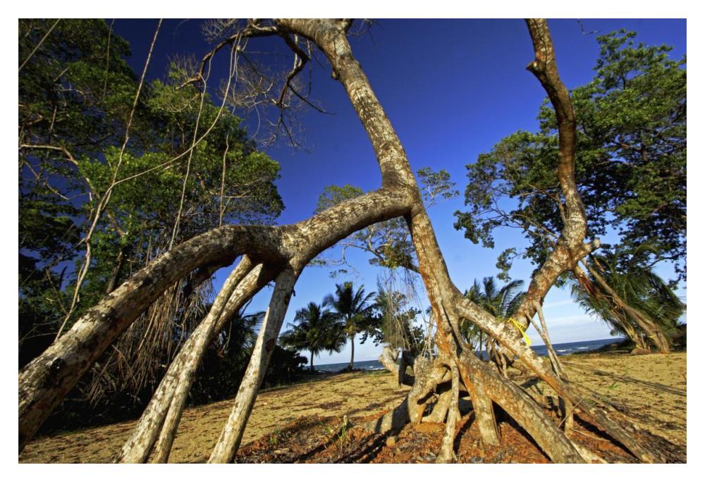 Red Mangrove left standing in old growth stands that were clear cut for tourist housing, Hopkins, Belize-Paper Art-20"x14"