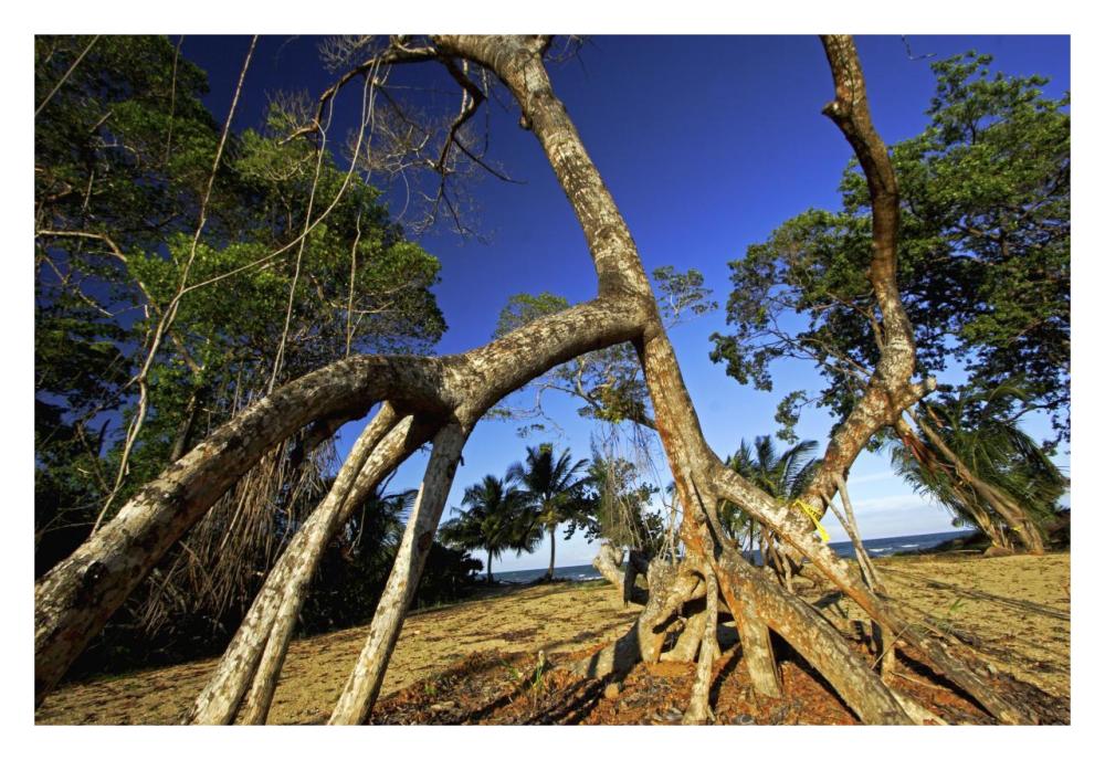 Red Mangrove left standing in old growth stands that were clear cut for tourist housing, Hopkins, Belize-Paper Art-32"x22"