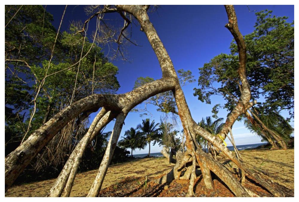 Red Mangrove left standing in old growth stands that were clear cut for tourist housing, Hopkins, Belize-Paper Art-62"x42"