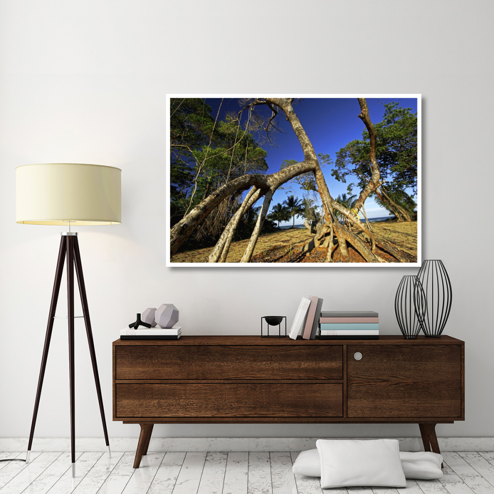 Red Mangrove left standing in old growth stands that were clear cut for tourist housing, Hopkins, Belize-Paper Art-62&quotx42"